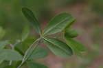 White false indigo